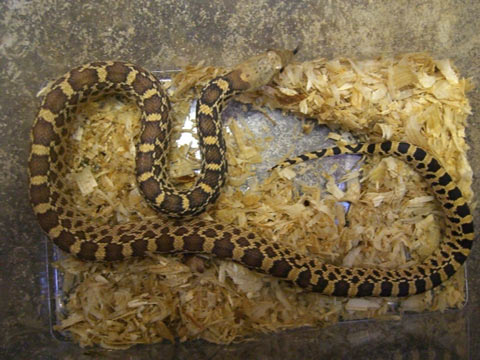 ゴファースネーク(1)