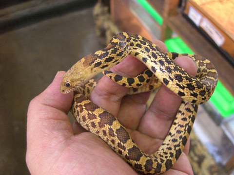 ゴファースネーク(3)