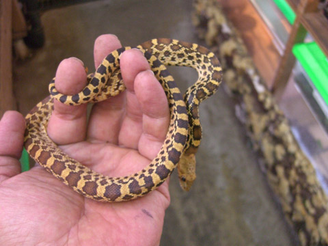 ゴファースネーク(4)