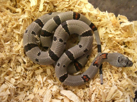 グレーバンドキングスネーク(9)