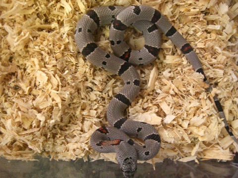 グレーバンドキングスネーク(10)