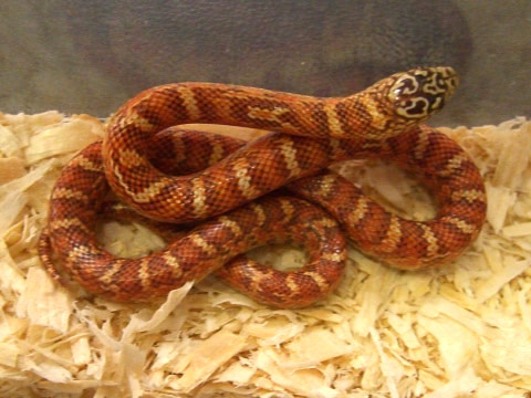 ブルックスキングスネーク(1)