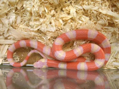 ホンジュランミルクスネーク(10)