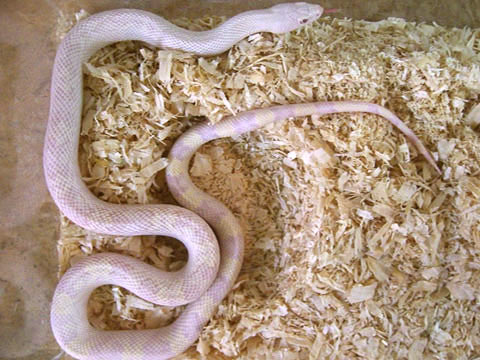 サウザンパインスネーク