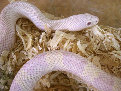 サウザンパインスネーク(2)