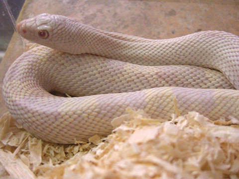 サウザンパインスネーク(3)