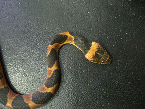 キタネコメヘビ(1)