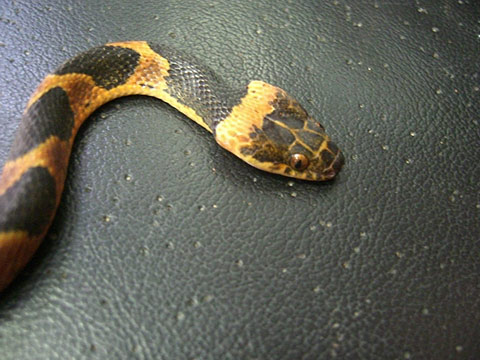 キタネコメヘビ(2)