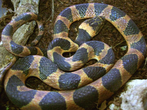 キタネコメヘビ(3)