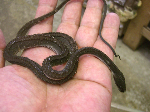 ドラゴンスネーク(4)