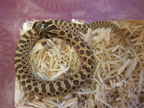 メキシコシシバナヘビ(1)