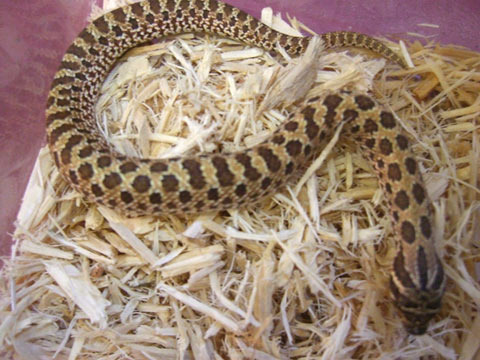 メキシコシシバナヘビ(2)