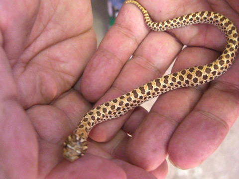 メキシコシシバナヘビ(3)