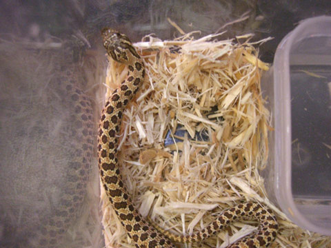 メキシコシシバナヘビ(4)