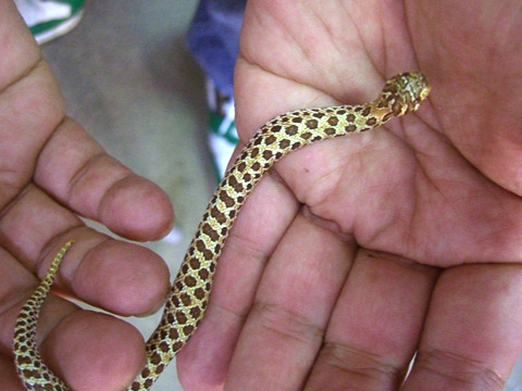 メキシコシシバナヘビ(5)