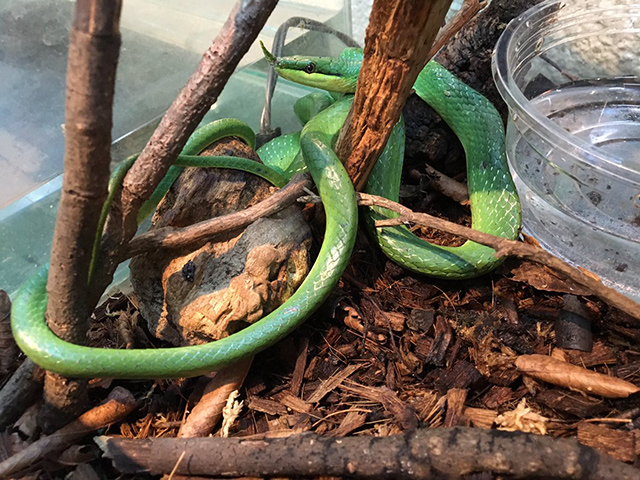 ライノラットスネーク(9)