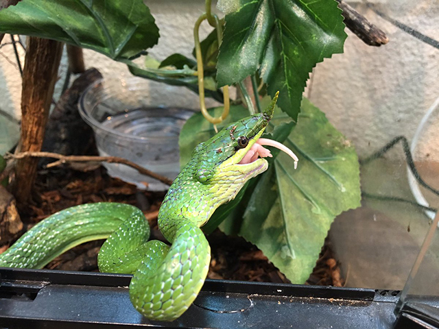 ライノラットスネーク(10)