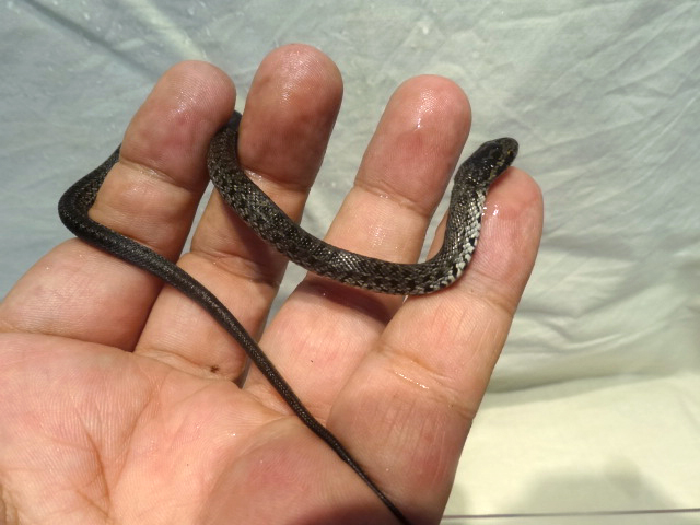 サラサナメラ(2)