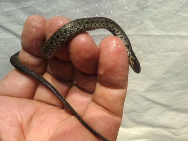 サラサナメラ(3)