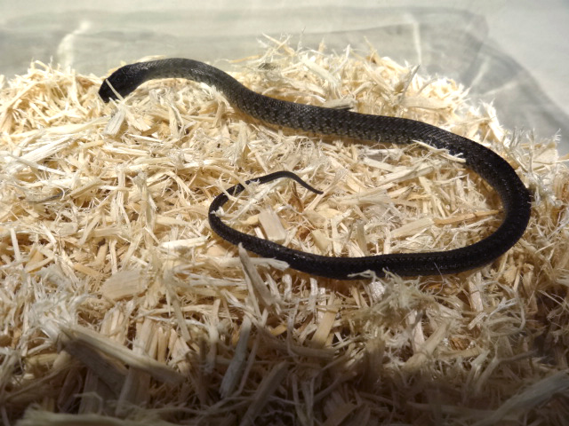 サラサナメラ(1)