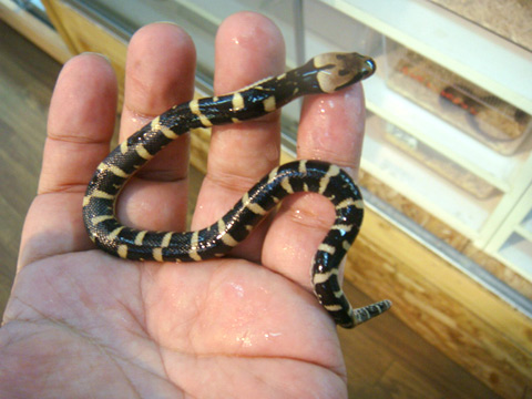 ヒロクチミズヘビ