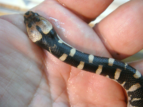 ヒロクチミズヘビ(2)