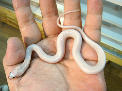 ヒロクチミズヘビ(3)