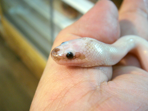 ヒロクチミズヘビ(4)