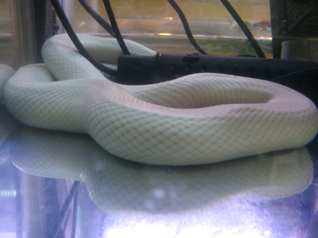 ヒロクチミズヘビ(11)