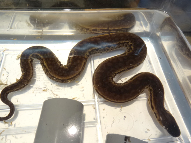 ジャワヤスリヘビ(5)