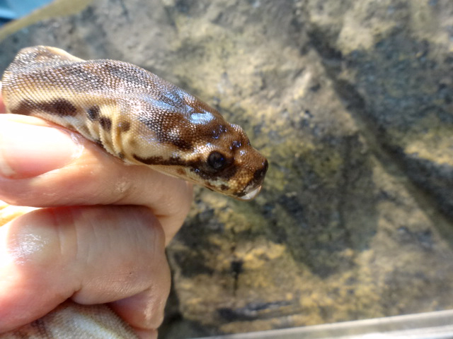 ジャワヤスリヘビ(6)