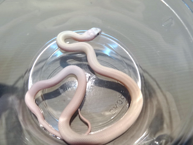 テキサスラットスネーク(7)