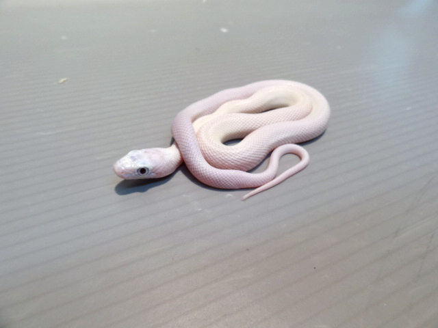 テキサスラットスネーク(8)