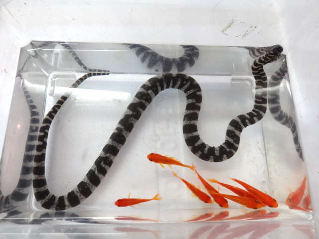 ヒメヤスリヘビ(4)