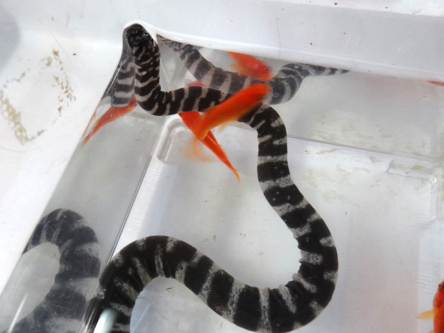 ヒメヤスリヘビ(5)