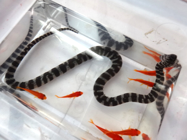 ヒメヤスリヘビ(6)