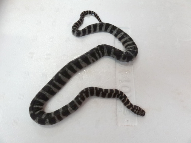 ヒメヤスリヘビ(1)