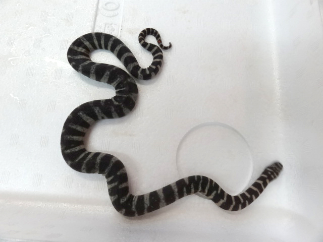 ヒメヤスリヘビ(2)