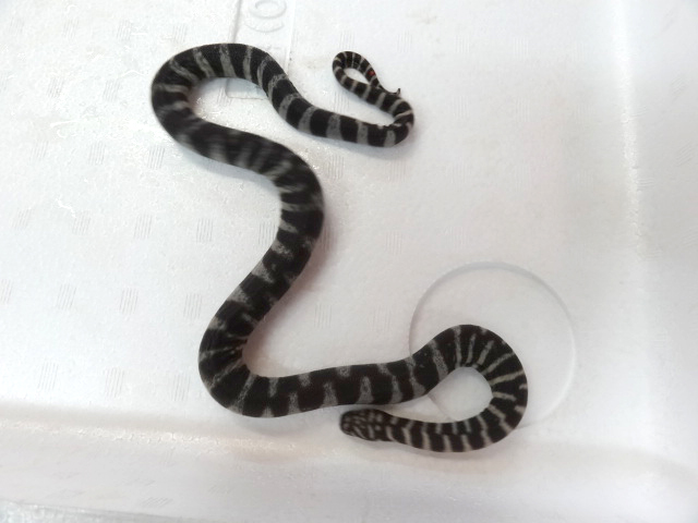 ヒメヤスリヘビ(3)