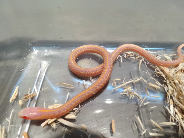 プレインズガータースネーク(2)