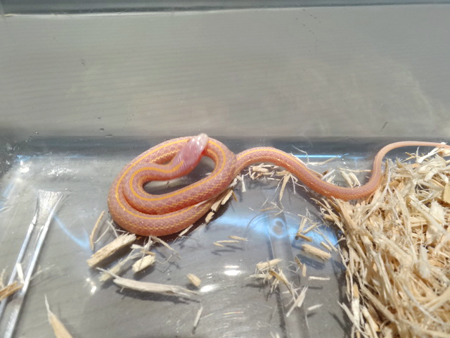 プレインズガータースネーク(3)