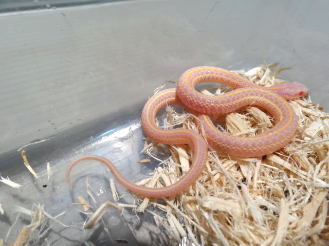 プレインズガータースネーク(1)