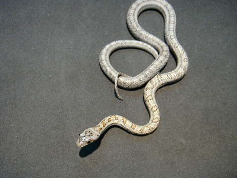 ベアードラットスネーク