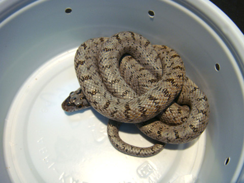 ベアードラットスネーク(3)