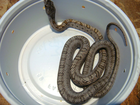 ベアードラットスネーク(4)