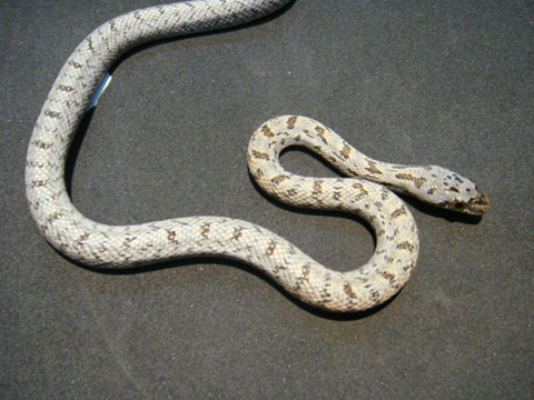 ベアードラットスネーク(2)