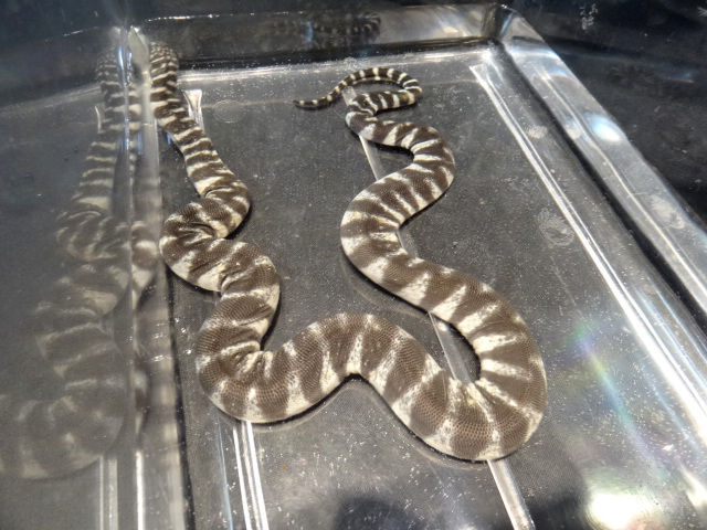 ヒメヤスリヘビ(8)