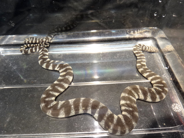 ヒメヤスリヘビ(9)