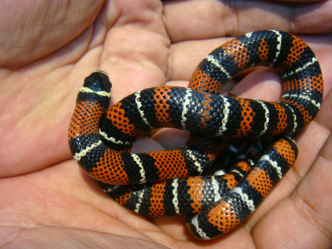 ブラックミルクスネーク(7)