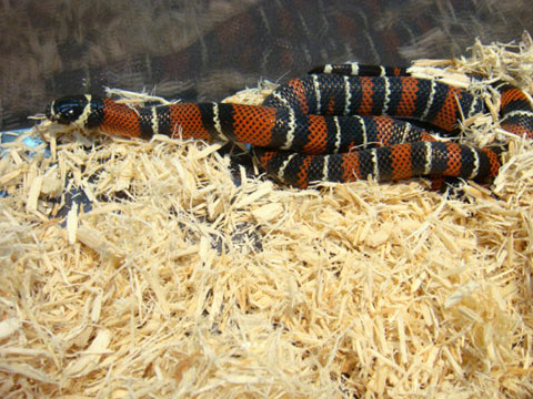 ブラックミルクスネーク(6)